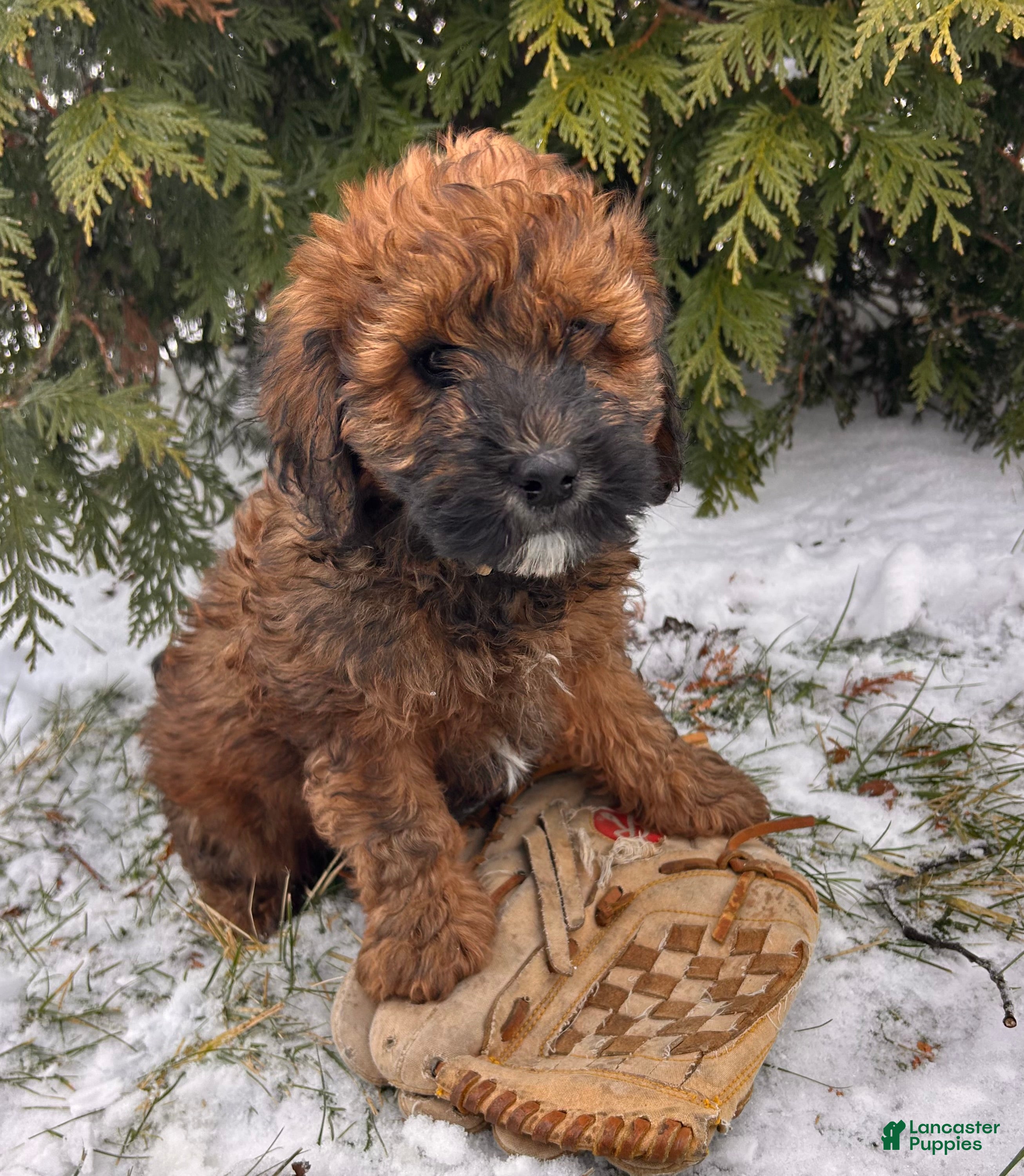 Whoodle dogs Ember - Ad 6