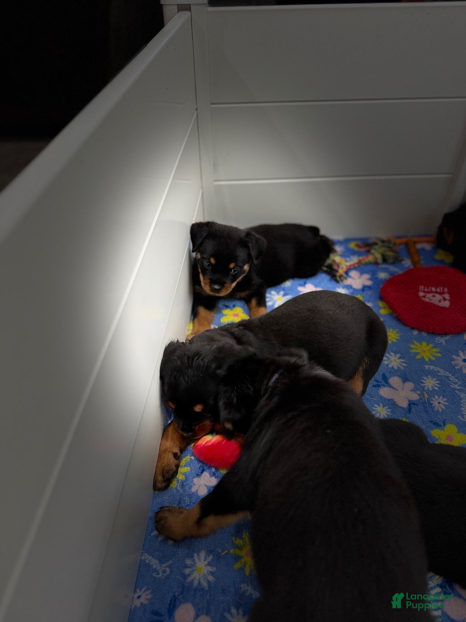 Rottweiler dogs Rottweiler 5 - Ad 15