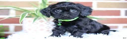 Cavapoo dogs for sale: Onyx - Ad 9