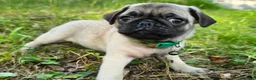 Pug dogs for sale: Luke - Ad 4