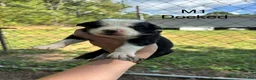 Mixed Breed dogs for sale: Mixed Breed 1 - Ad 1