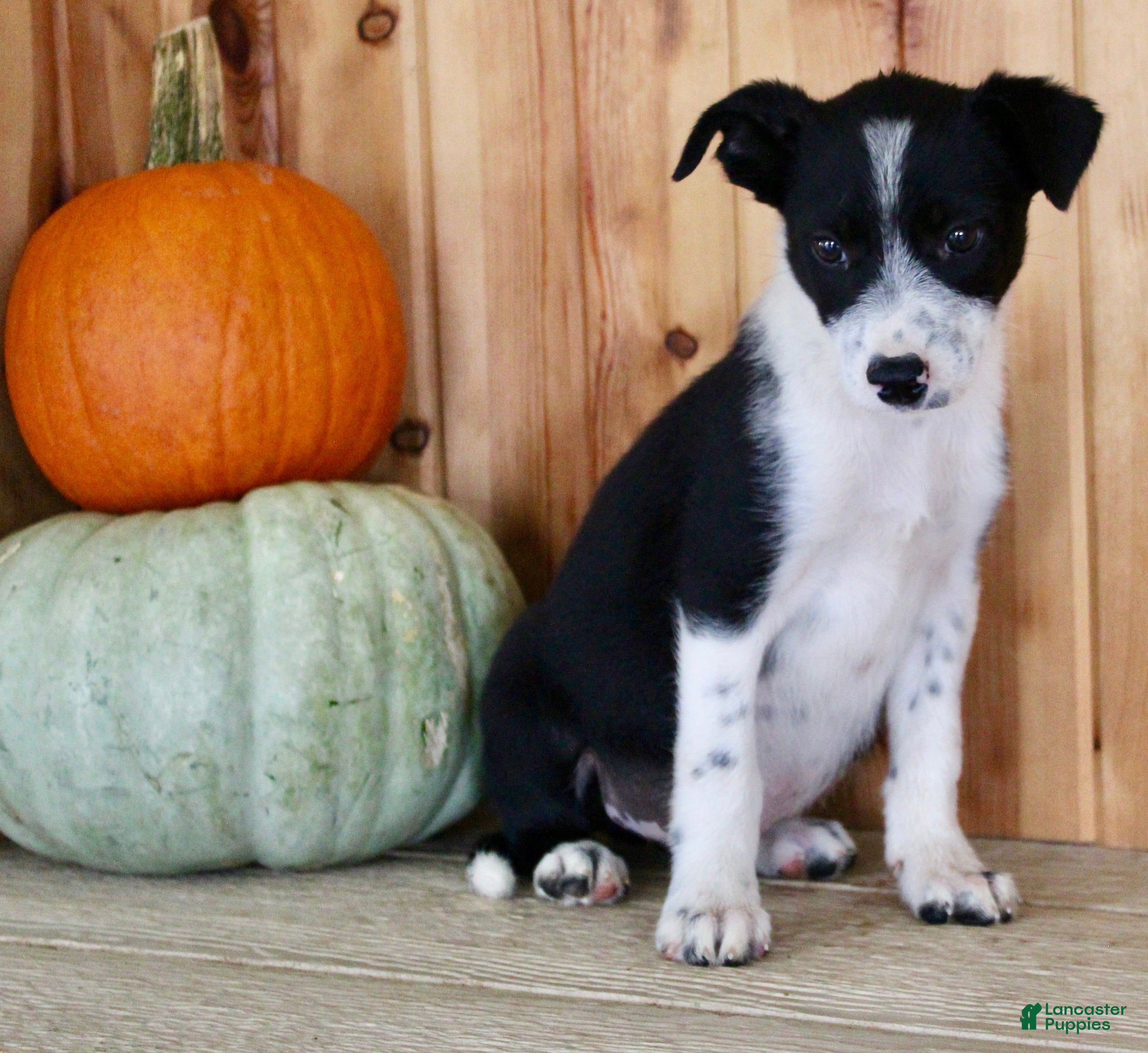 Mixed Breed dogs Baxter - Ad 2