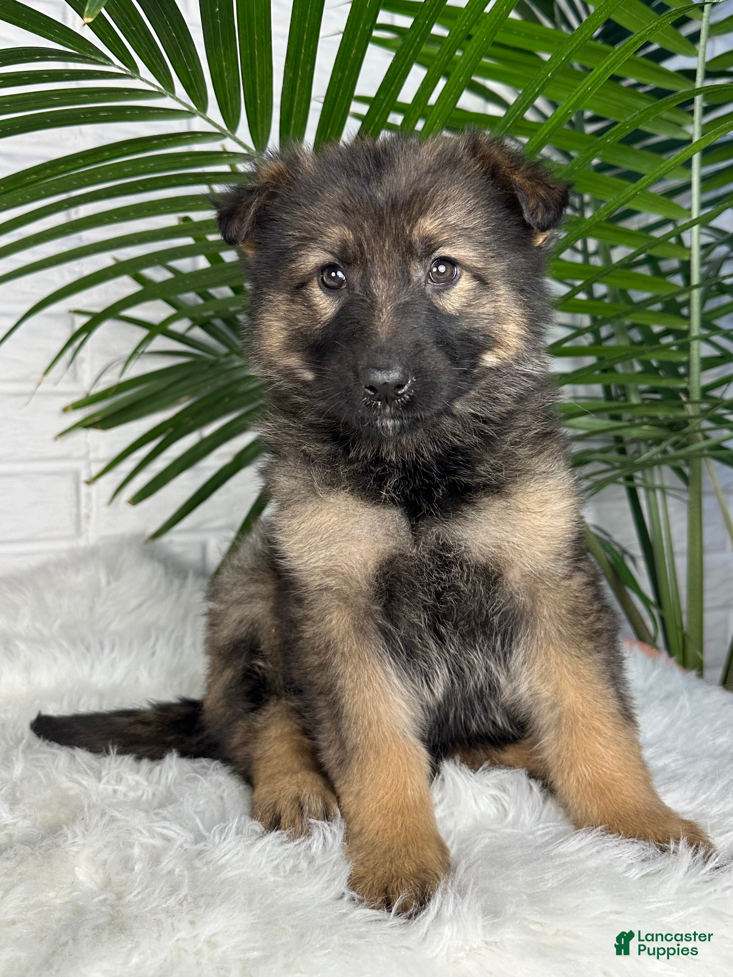 German Shepherd dogs Oakley - Ad 1