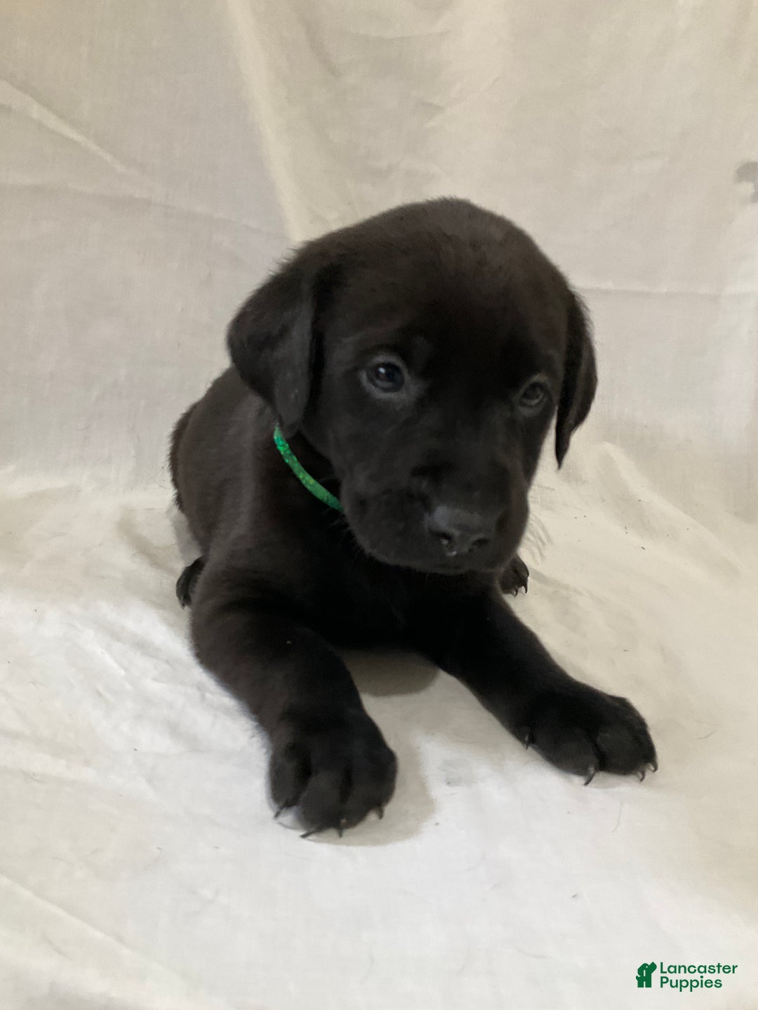 Labrador Retriever dogs for sale: Mia - Ad 4