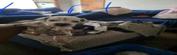 Dalmatian dogs for sale: Girl 4 - Ad 1