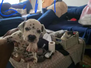 Dalmatian dogs Girl 4 - Ad 38
