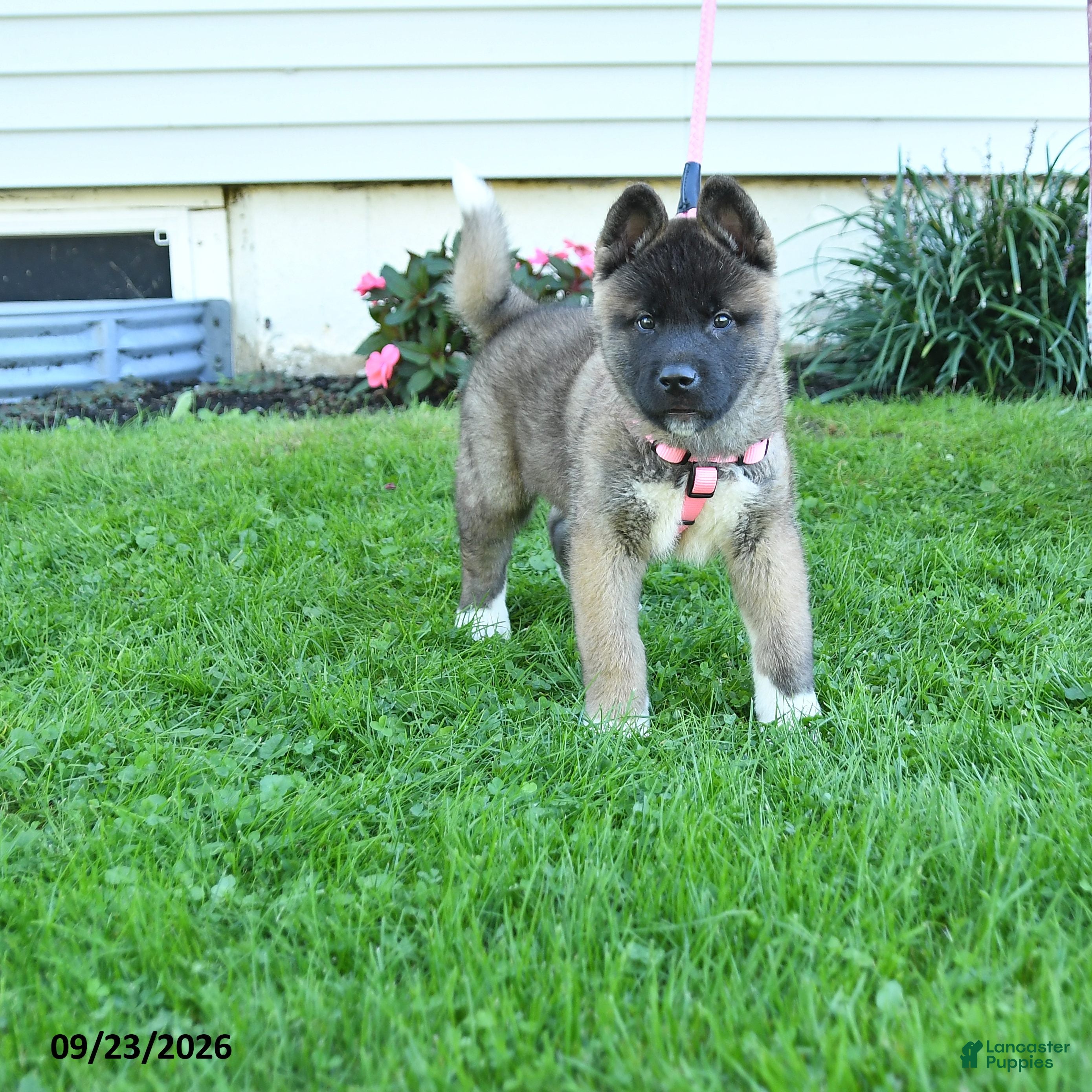 Akita dogs Nakoda - Ad 1