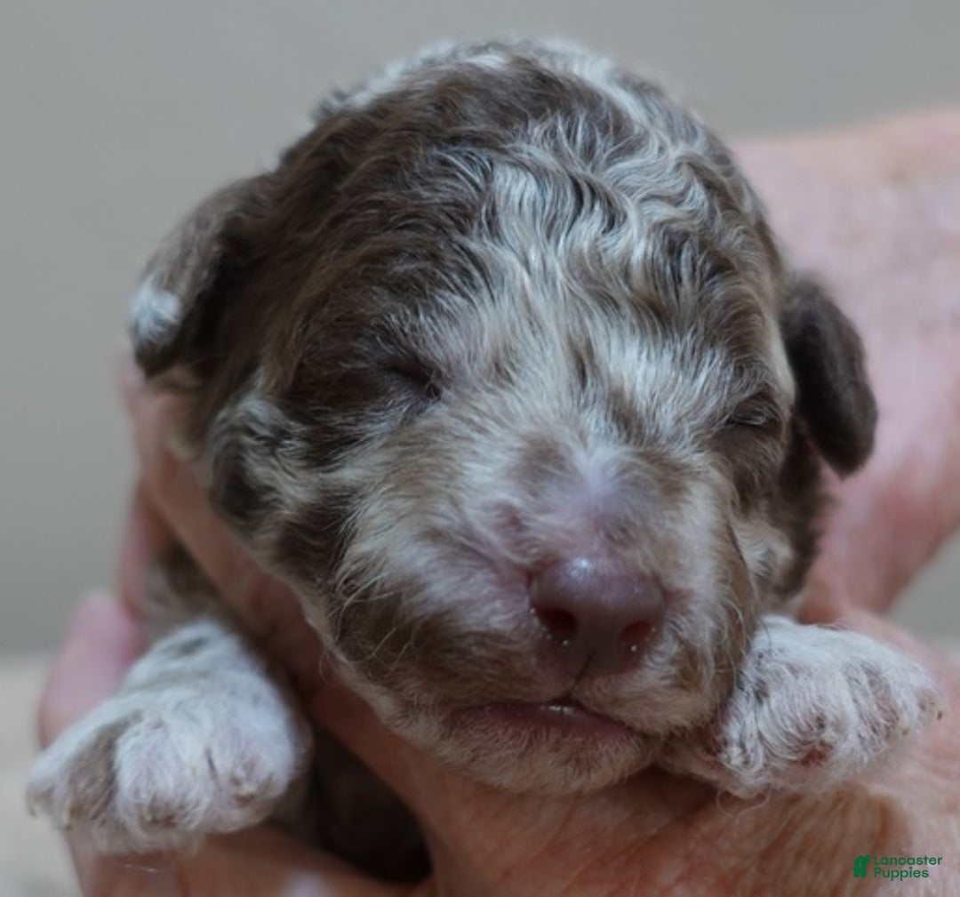 Toy Poodle dogs for sale: iven neutered 12/9/25 - Ad 18