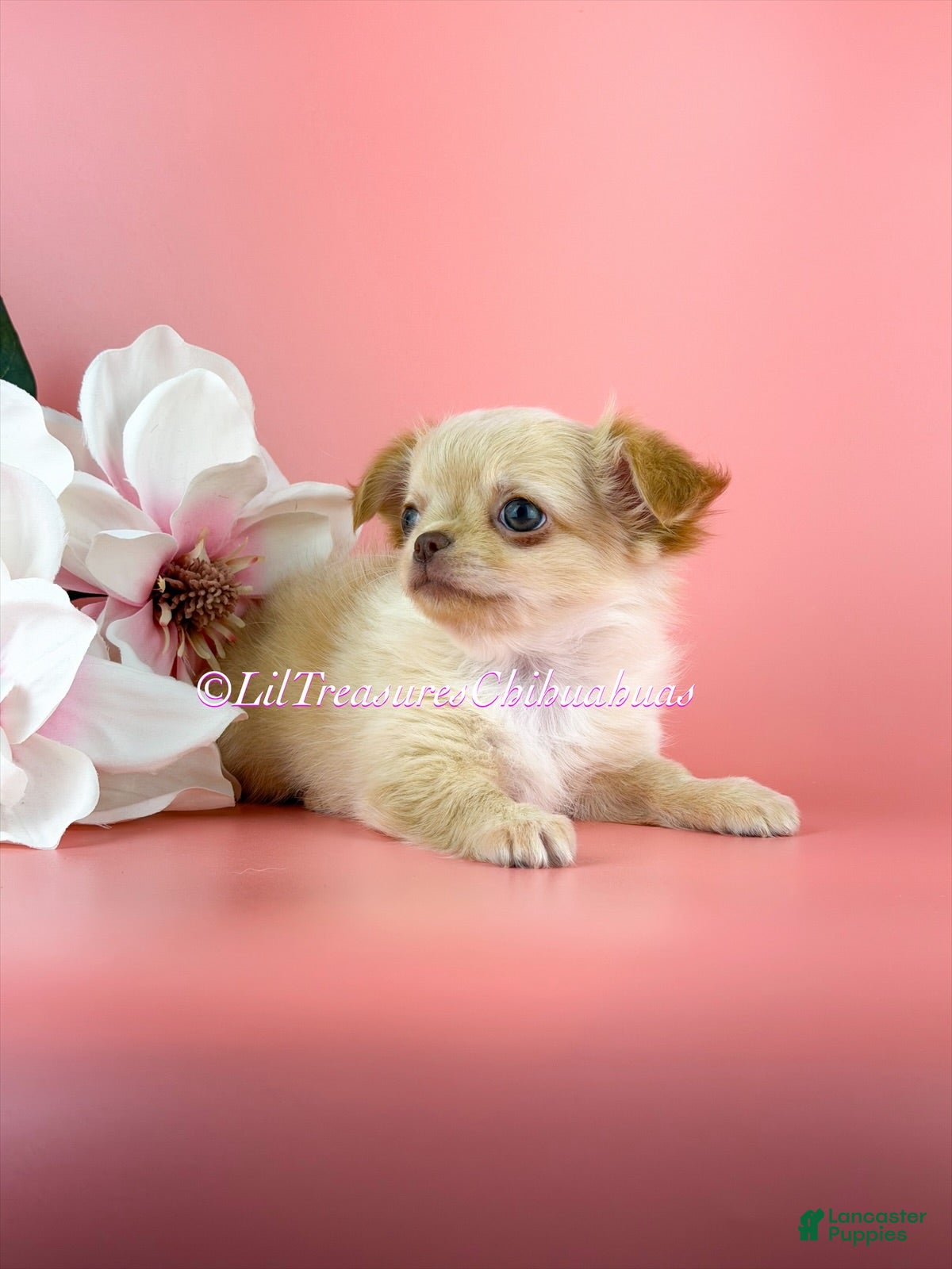 Chihuahua dogs Ben - Ad 2