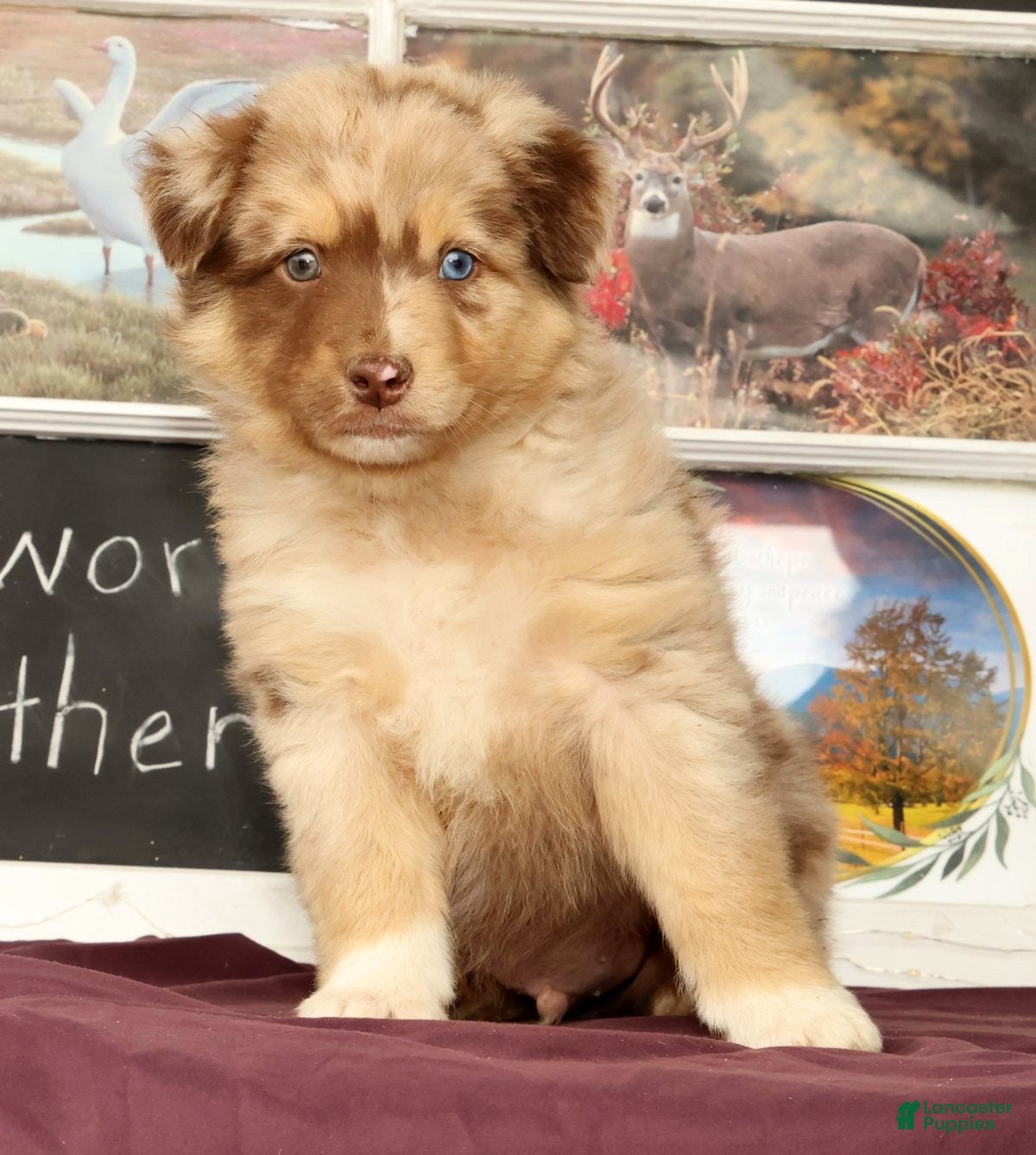 Miniature Australian Shepherd dogs Shamrock - Ad 2