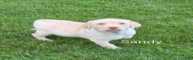 Labrador Retriever SANDY 