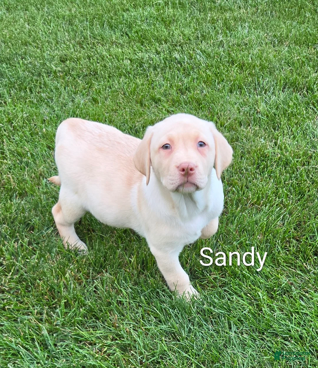Labrador Retriever dogs for sale: Labrador Retriever SANDY  - Ad 1