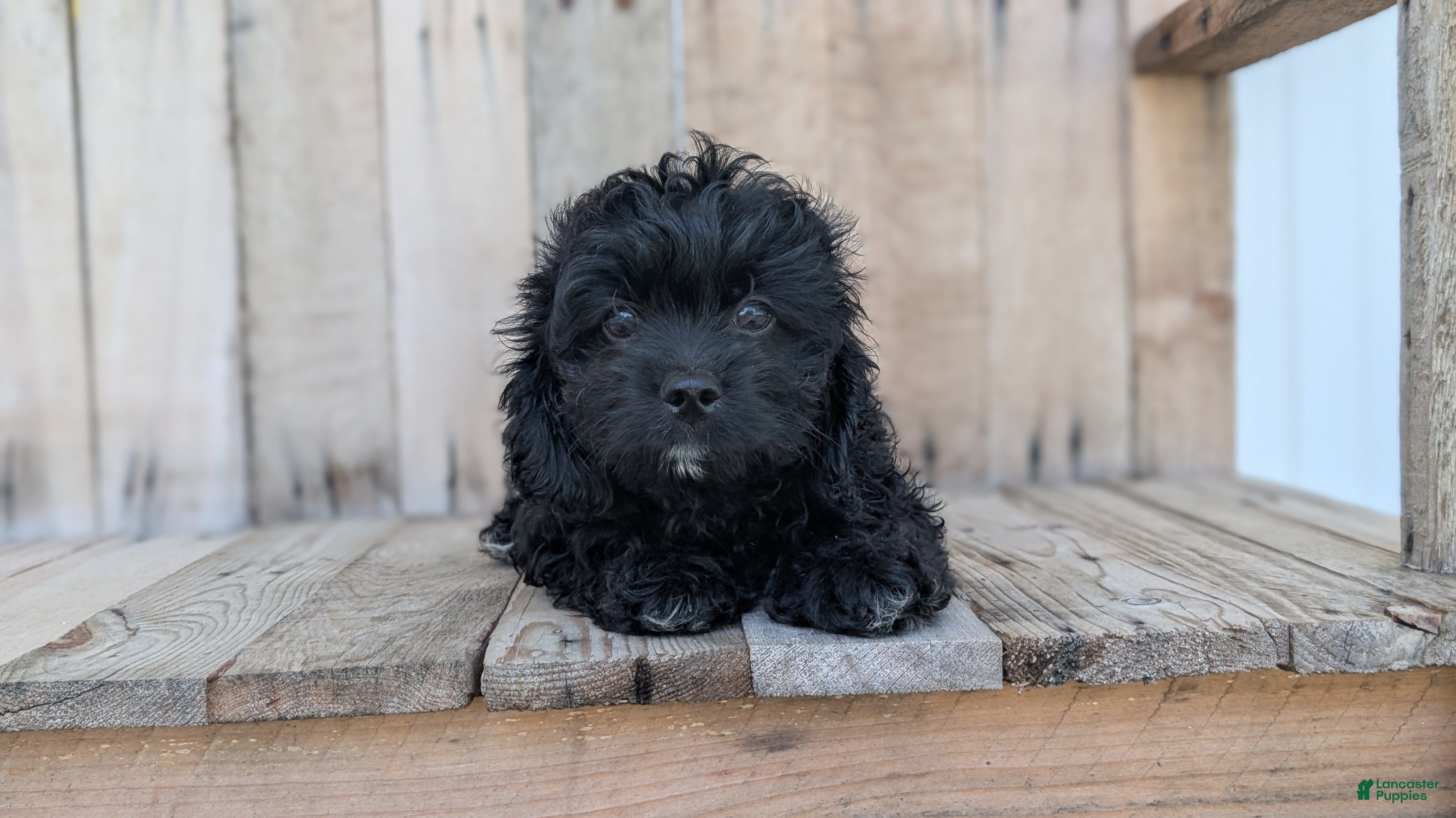 Cavapoo dogs Zion - Ad 2