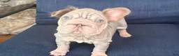 French Bulldog dogs for sale: ChiChi - Ad 12