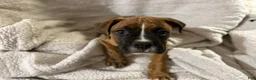 Boxer dogs for sale: Boxer 3 - Ad 3