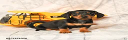 Miniature Dachshund dogs for sale: Leslie - Ad 3