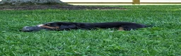Bernese Mountain Dog dogs for sale: Belle - Ad 12