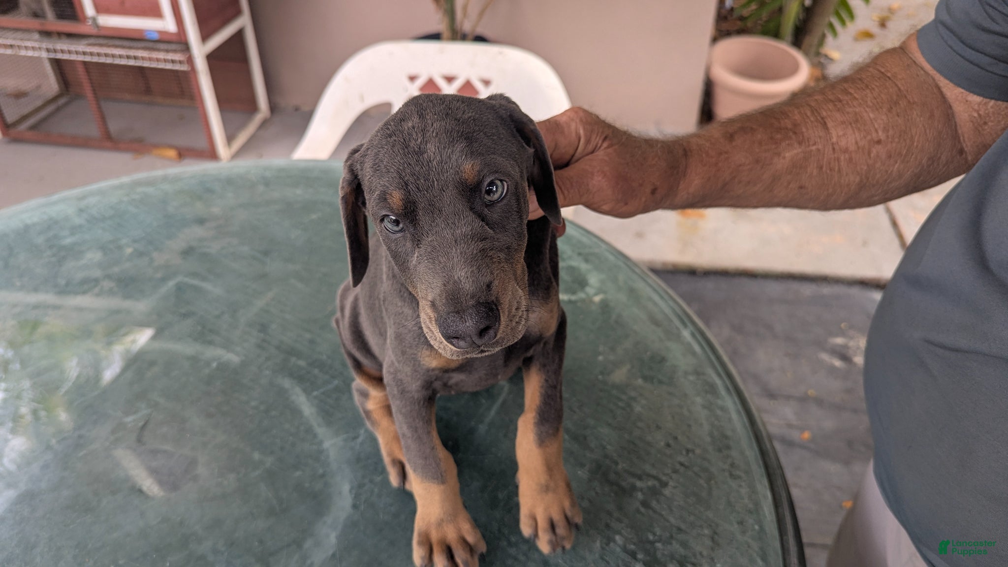 Doberman Pinscher dogs Doberman Pinscher Puppy 4 - Ad 3