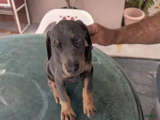 Doberman Pinscher dogs Doberman Pinscher Puppy 4 - Ad 3