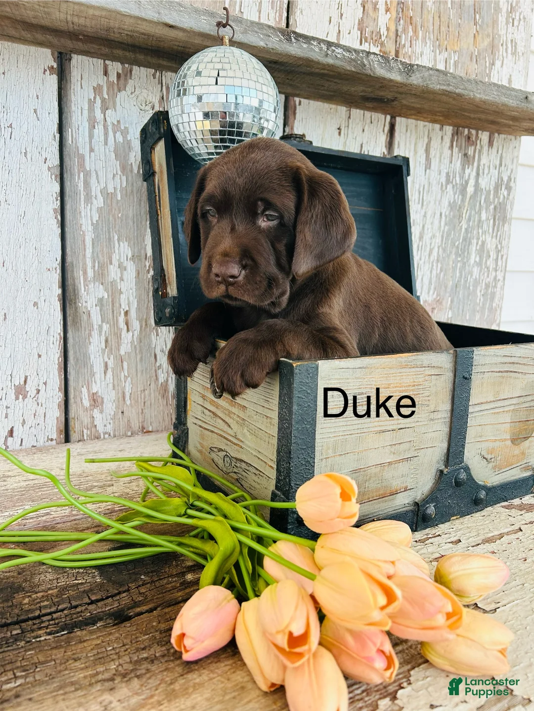 Labrador Retriever dogs for sale: Duke - Ad 4
