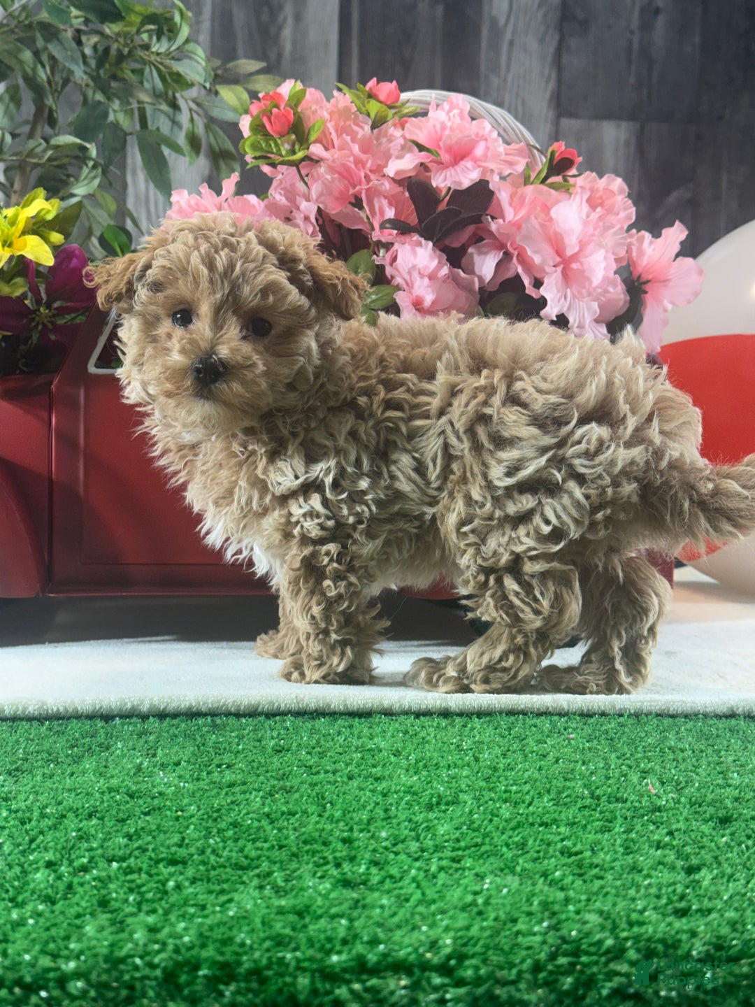 Maltipoo dogs for sale: McKenna - Ad 4