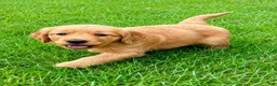 Golden Retriever dogs for sale: female golden retriever puppy - Ad 4