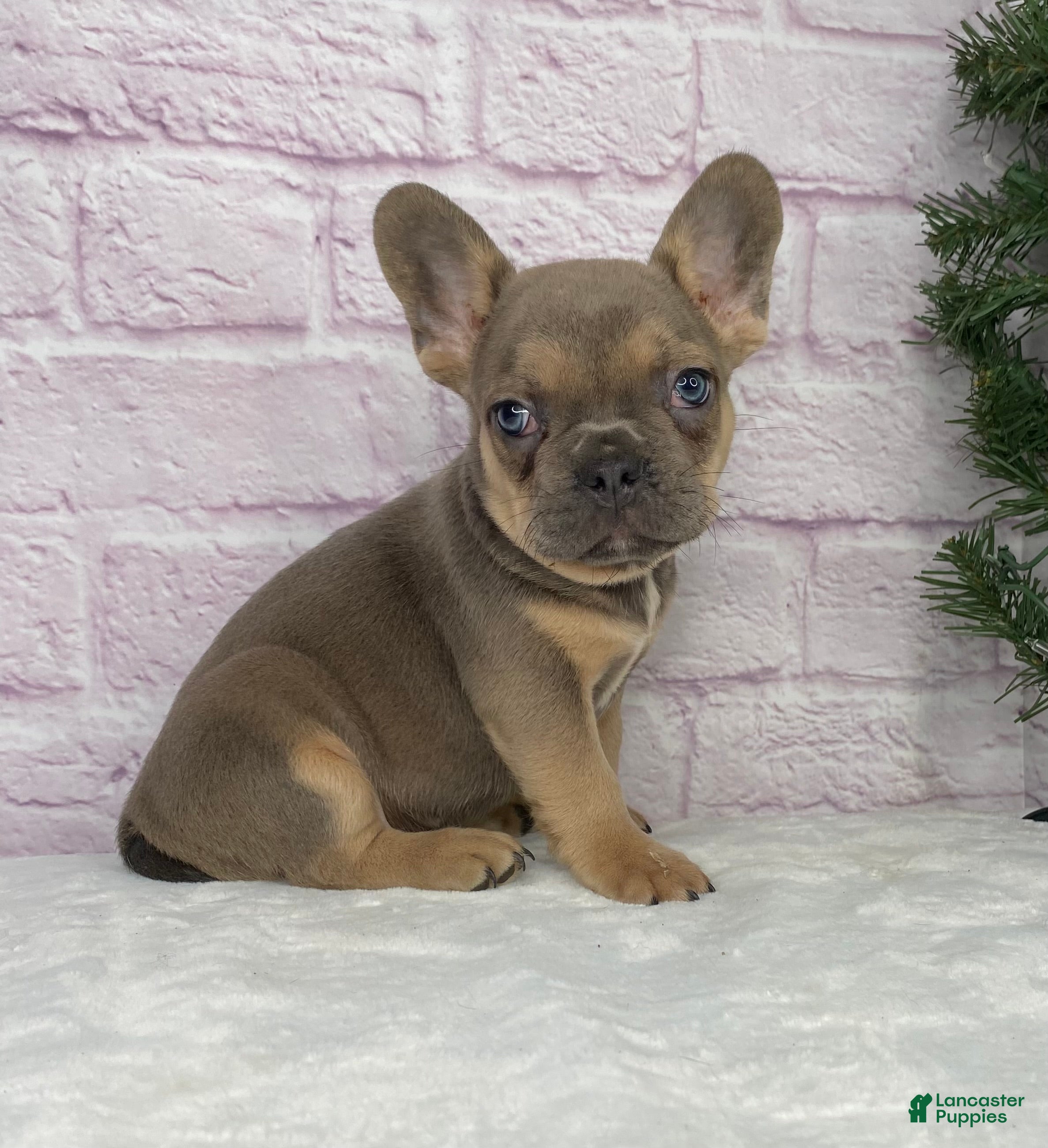 French Bulldog dogs Mitchell  - Ad 41