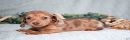 Miniature Dachshund dogs for sale: Khloe - Ad 2