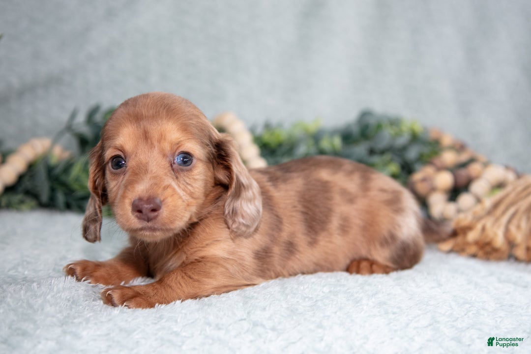 Miniature Dachshund dogs for sale: Khloe - Ad 2