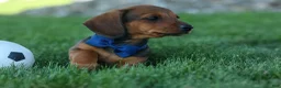 Miniature Dachshund dogs for sale: Hunter 💙🐾 - Ad 10