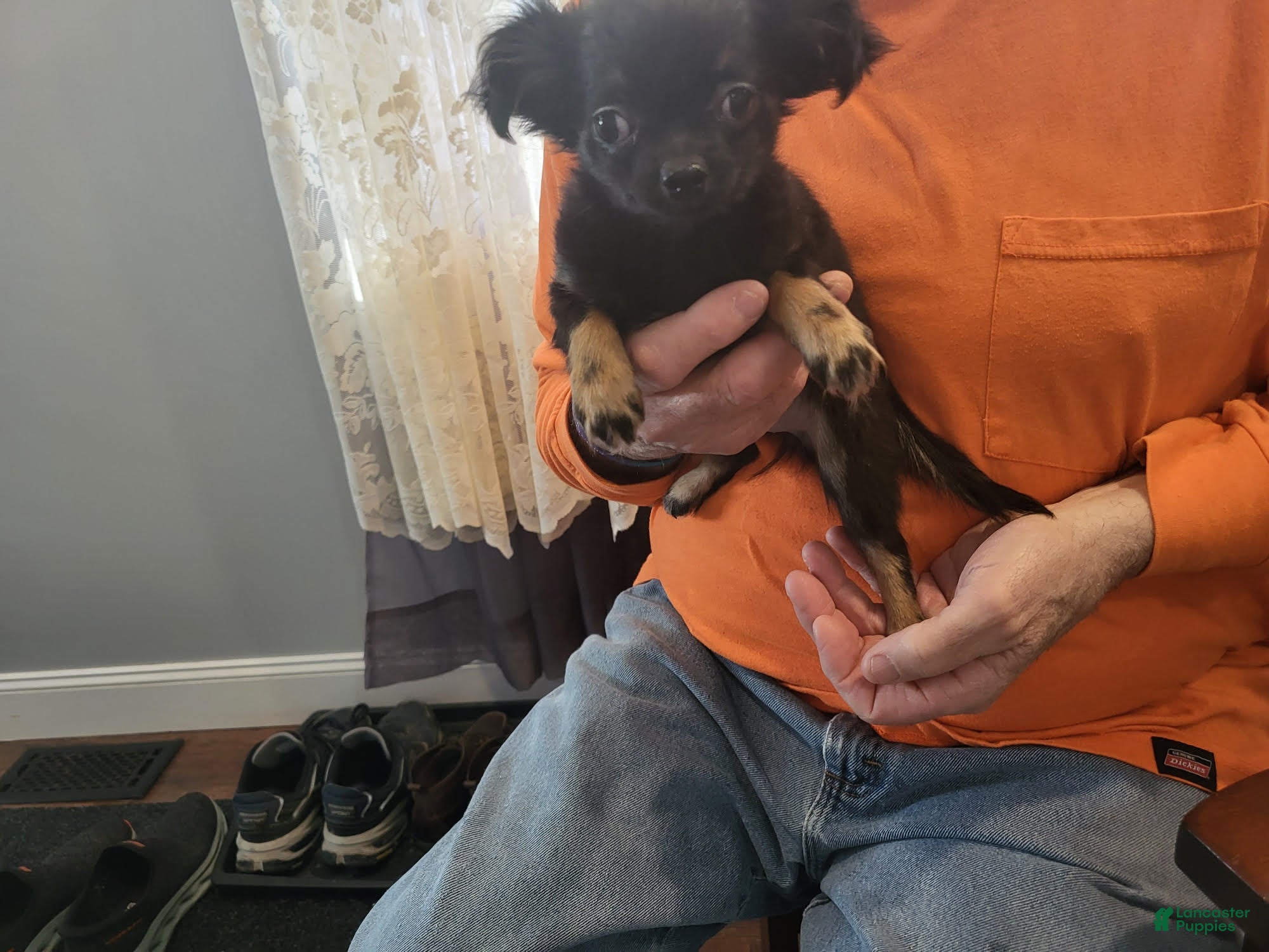 Chihuahua dogs Poppy - Ad 1