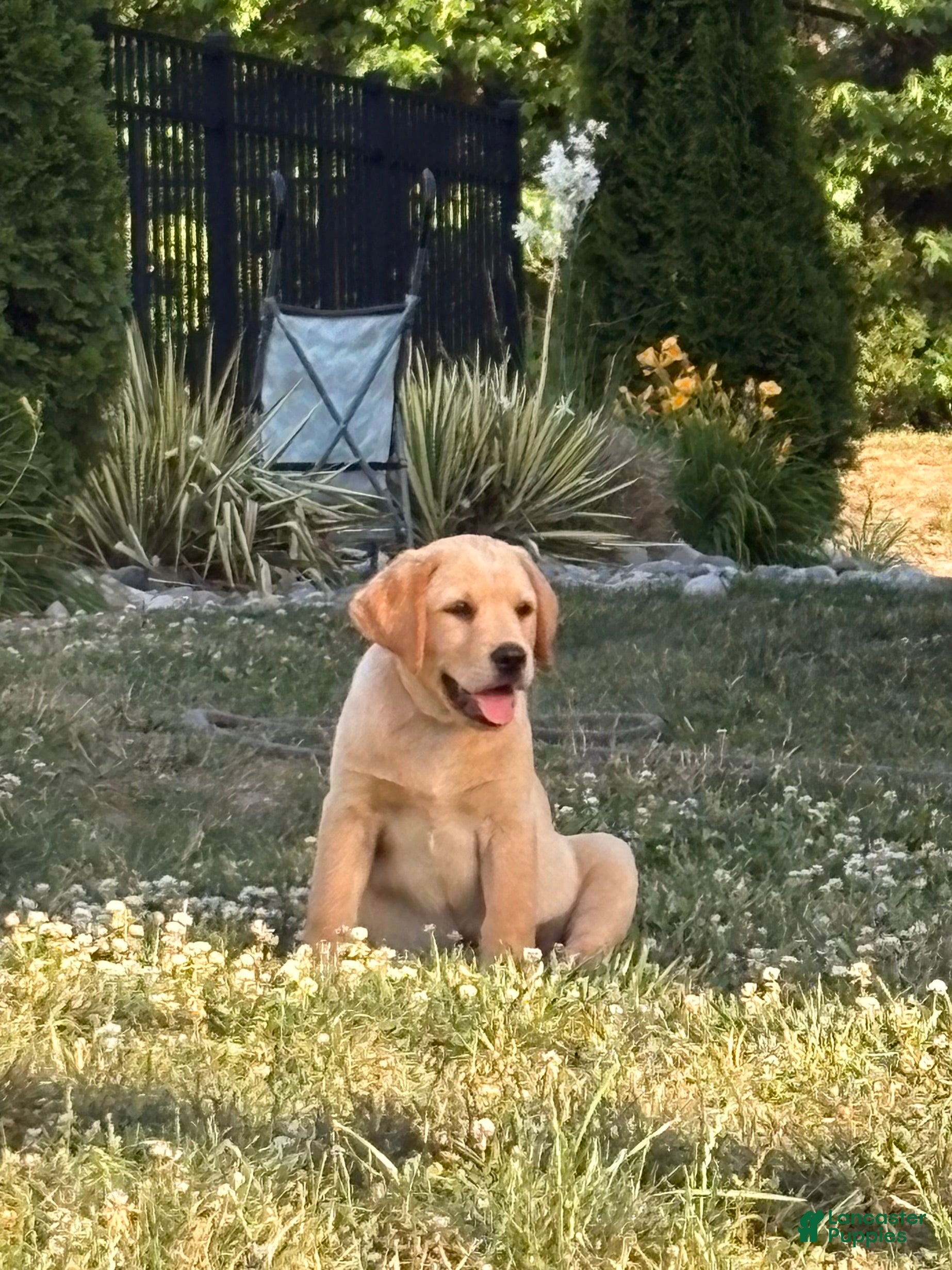 Labrador Retriever dogs Labrador Retriever Puppy 8 - Ad 1