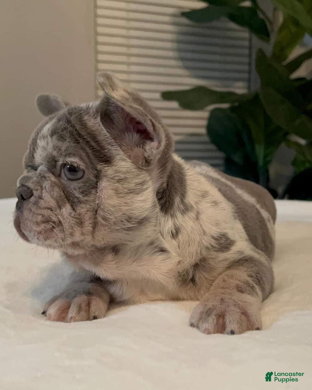 French Bulldog dogs Lola - Ad 2