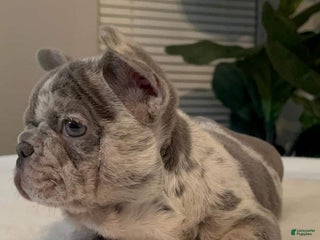 French Bulldog dogs Lola - Ad 6