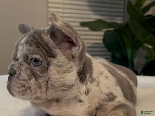 French Bulldog dogs Lola - Ad 6