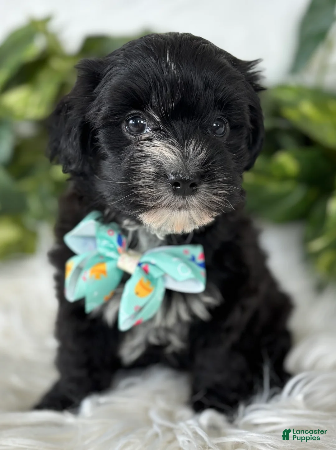 Morkie dogs for sale: Prince  - Ad 4