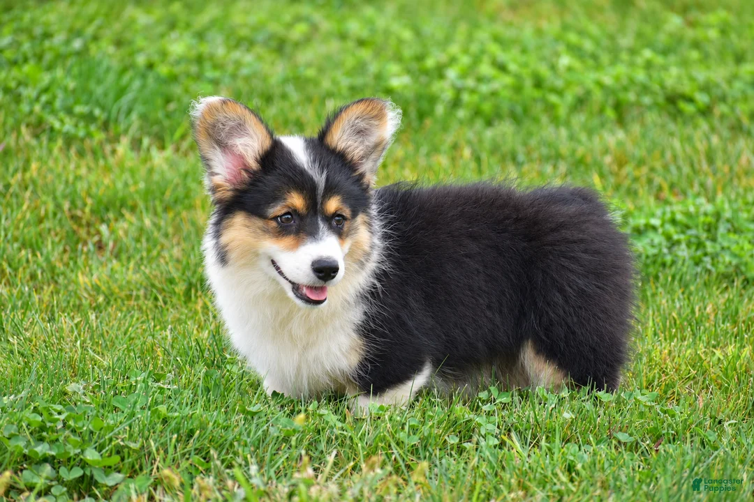 Welsh Corgi Pembroke dogs for sale: Jolene - Ad 1