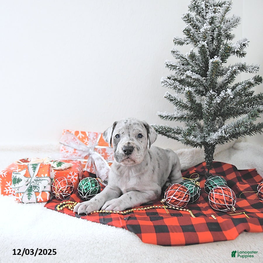 Great Dane dogs Indi  - Ad 26