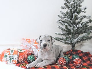 Great Dane dogs Indi - Ad 8