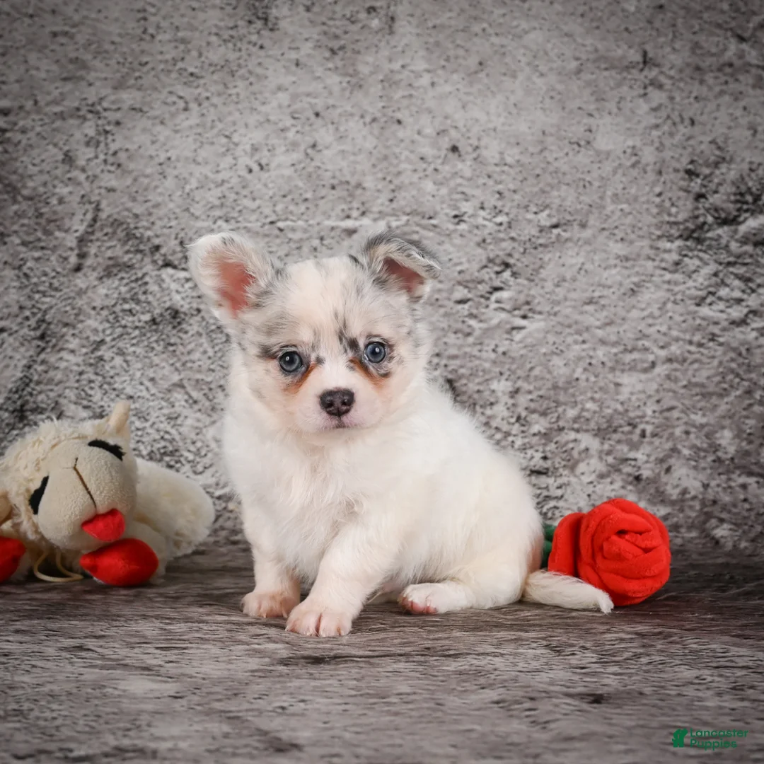 Chihuahua dogs for sale: Ace - Ad 1