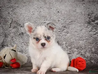 Chihuahua dogs for sale: Ace - Ad 2