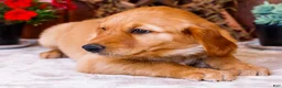 Golden Retriever dogs for sale: Violet - Ad 5