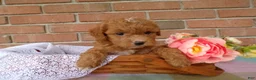 Cockapoo dogs for sale: Connie - Ad 3