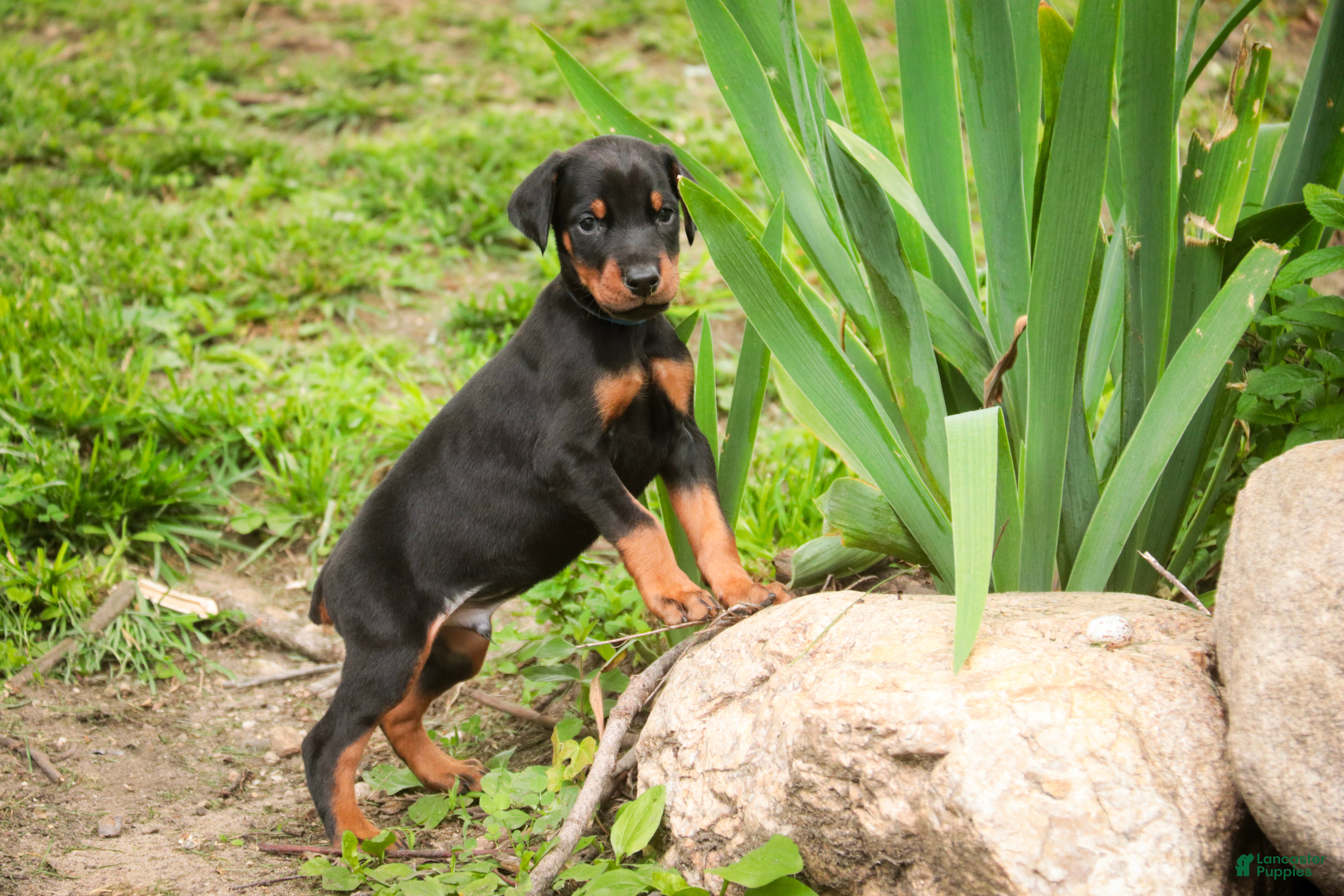 Doberman Pinscher dogs for sale: Malcolm - Ad 8