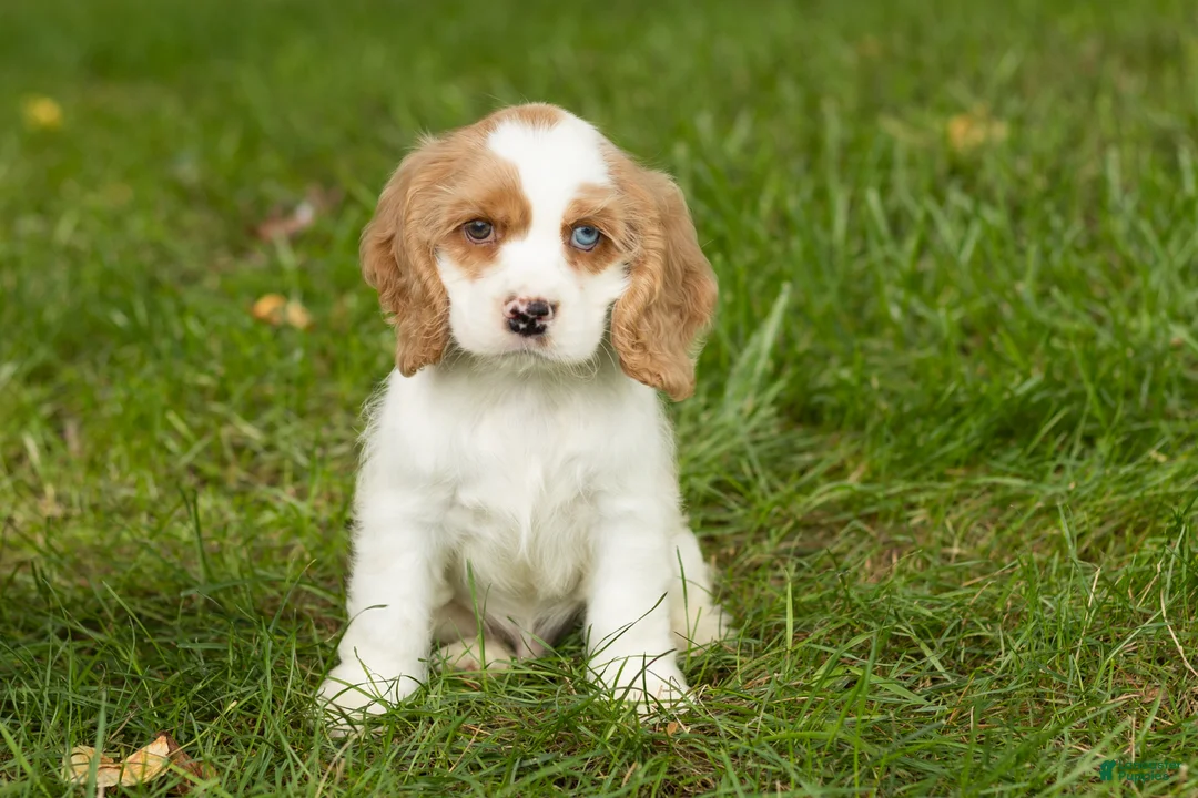 Cocker Spaniel dogs for sale: Sal  - Ad 2