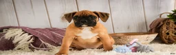Boxer dogs for sale: Gracie - Ad 3