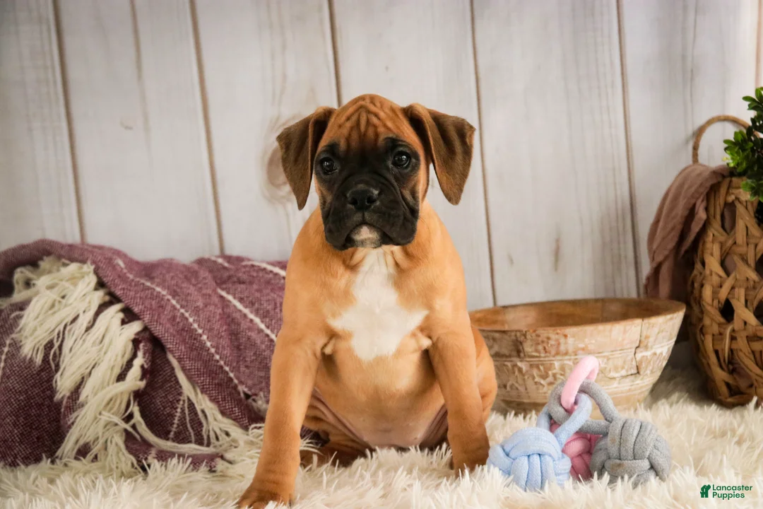 Boxer dogs for sale: Gracie - Ad 3