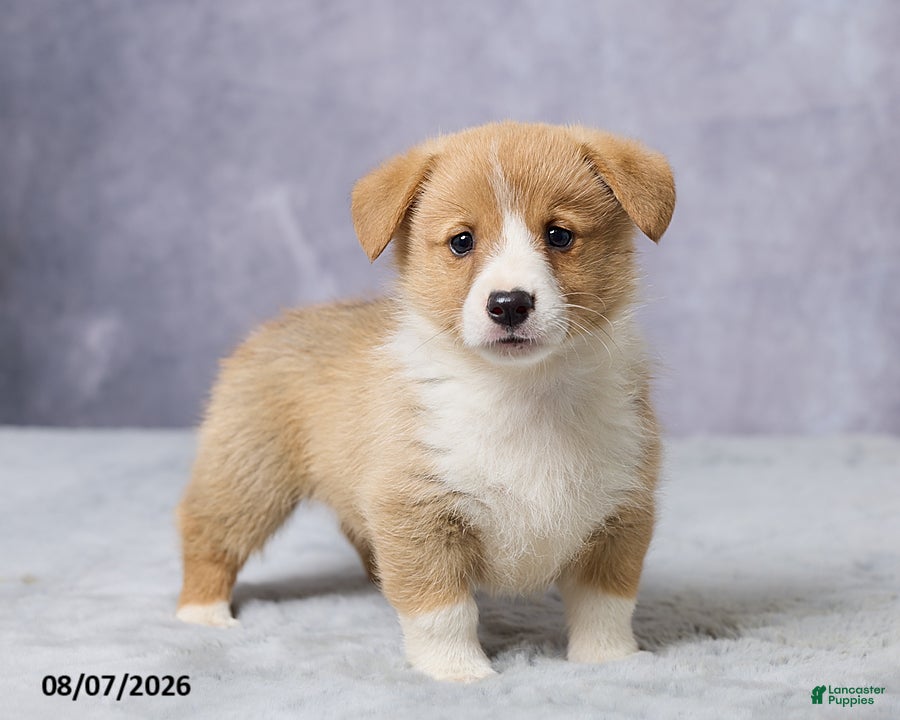 Welsh Corgi Pembroke dogs Atlas - Ad 1