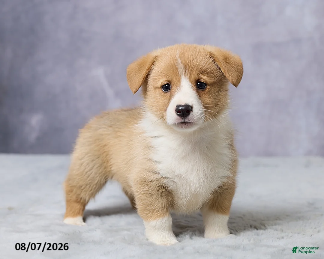 Welsh Corgi Pembroke dogs for sale: Atlas - Ad 1