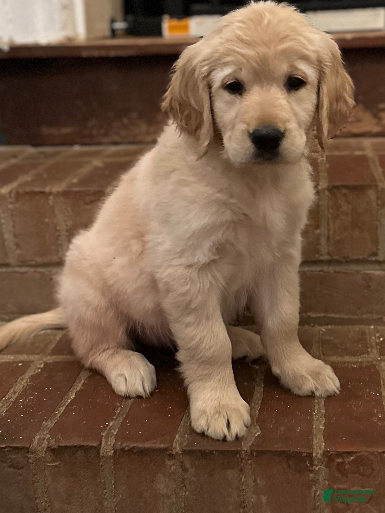 Golden Retriever dogs Natalia  - Ad 36
